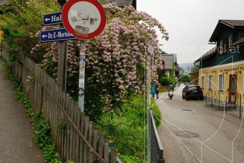 MSN_8660.jpg